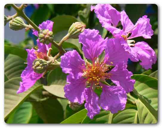 Maharashtra state flower, Pride of India, Lagerstroemia speciosa